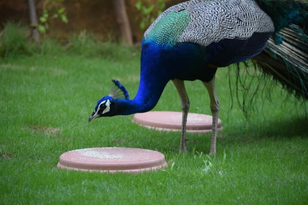 What Do Peacocks Eat? Complete Peacocks Diet