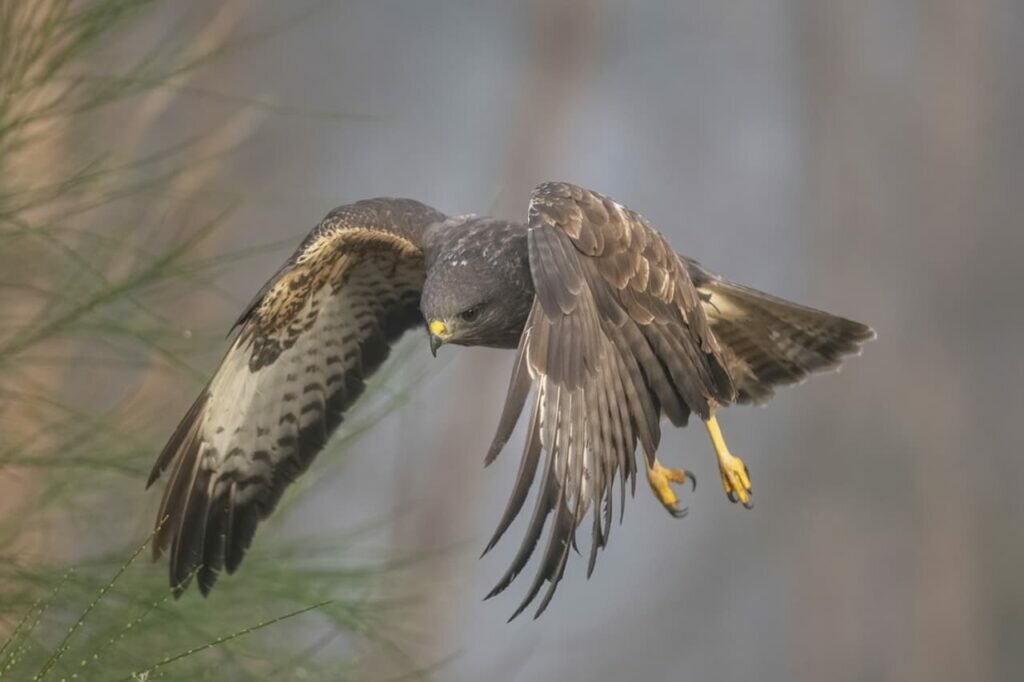 What Do Buzzards Eat? Complete Details